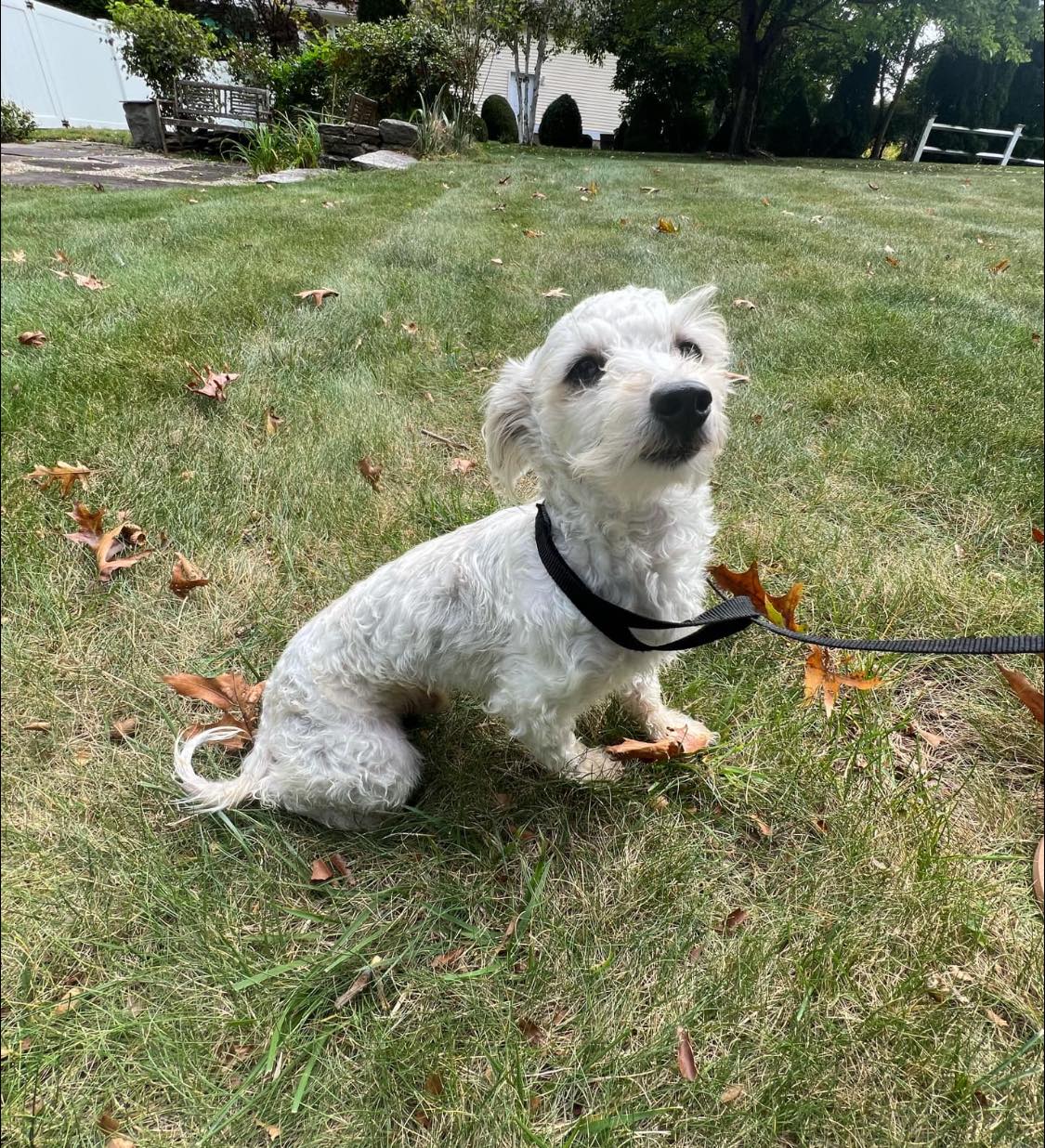 Hezly, a Adoptable Havanese in Torrington, CT image 3/6