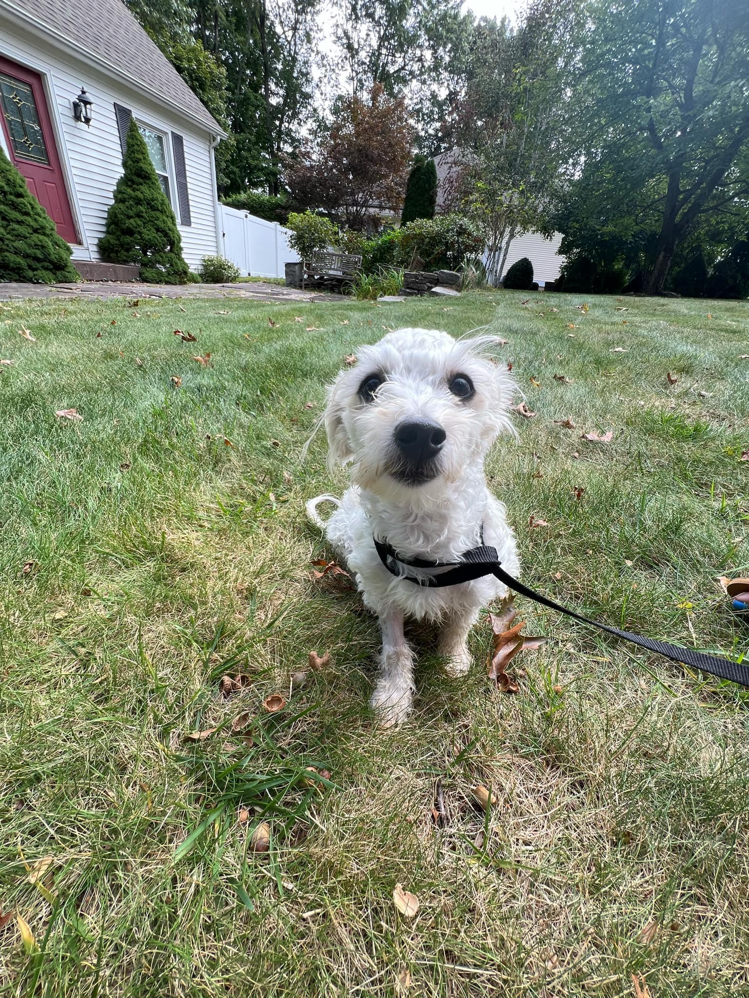 Hezly, a Adoptable Havanese in Torrington, CT image 2/6