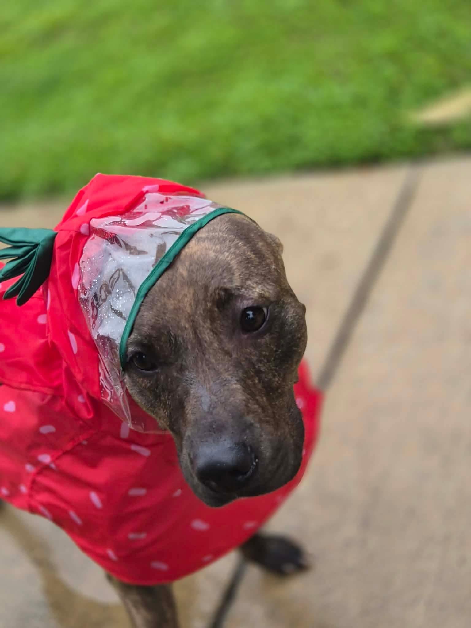 Poppy, a Adoptable mixed breed in Oaklyn , NJ image 3/6
