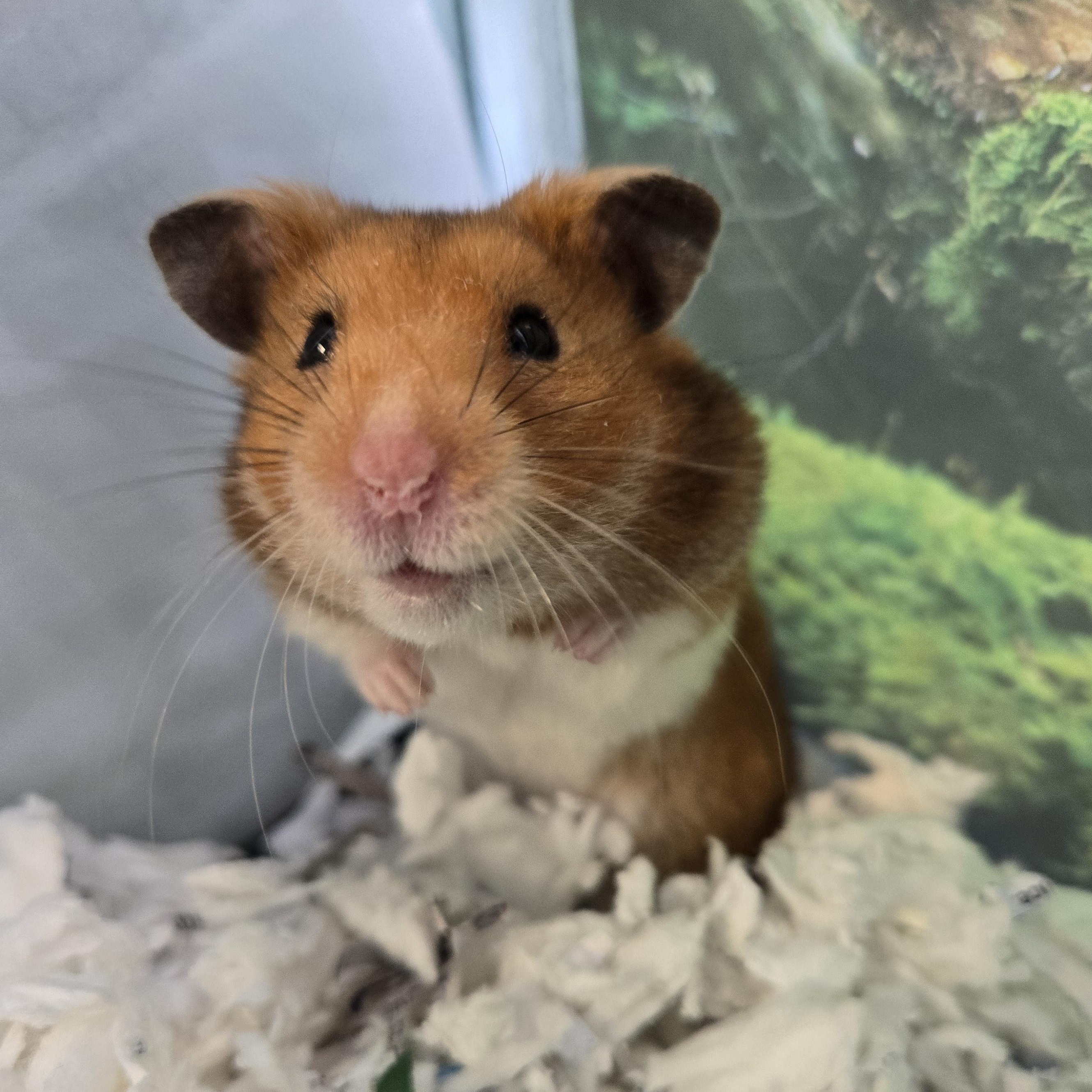Enlarge Teddy, a Adoptable Hamster in Reisterstown, MD image 1/1