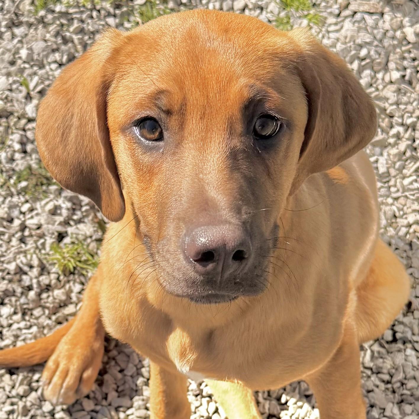 Quartz, adopted, Puppy Male Labrador Retriever & Hound.