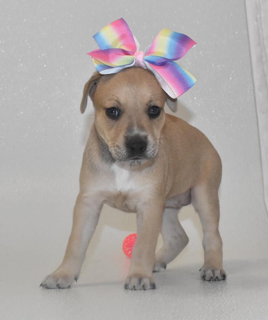 Enlarge Primrosetta, a Adoptable Terrier in Springfield, OH image 1/5