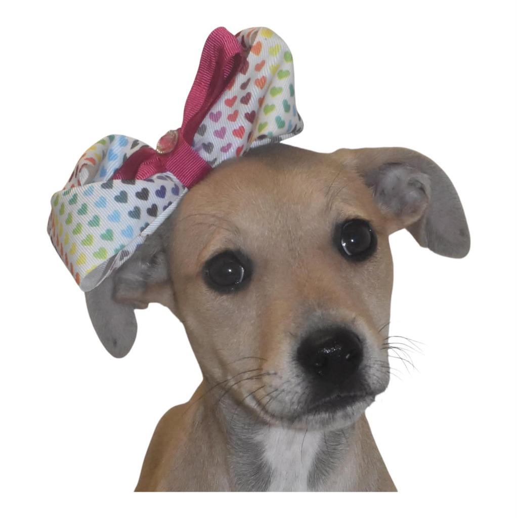 Enlarge Primrosetta, a Adoptable Terrier in Springfield, OH image 2/5