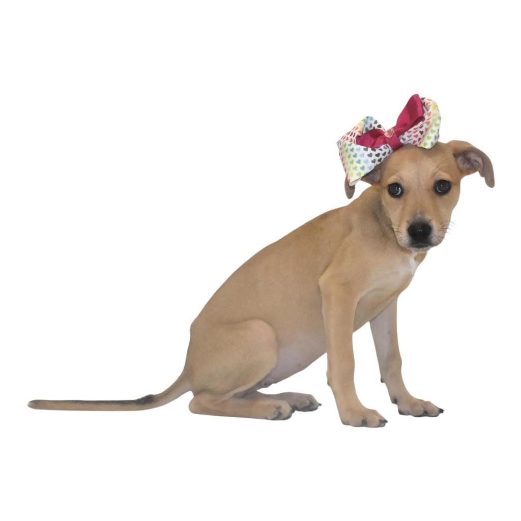 Enlarge Primrosetta, a Adoptable Terrier in Springfield, OH image 3/5