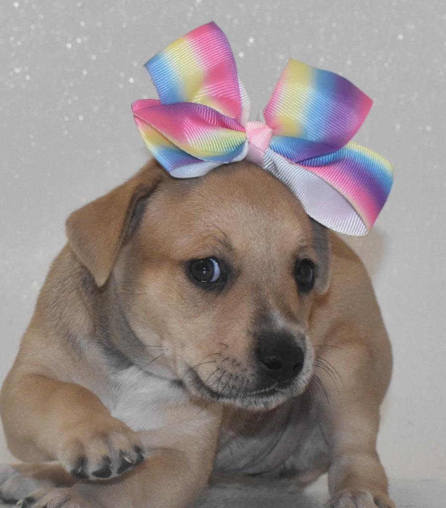 Enlarge Primrosetta, a Adoptable Terrier in Springfield, OH image 5/5