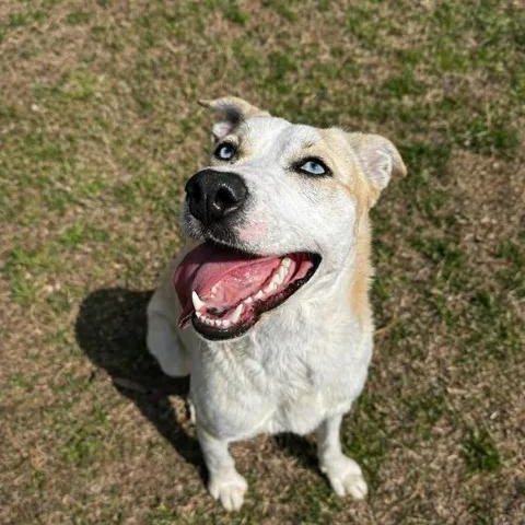 Enlarge Kira, a ADOPTABLE Mixed Breed in Leesburg, GA image 2/2