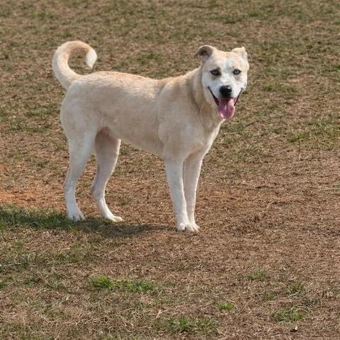 Kira, ADOPTABLE, Adult Female Mixed Breed.