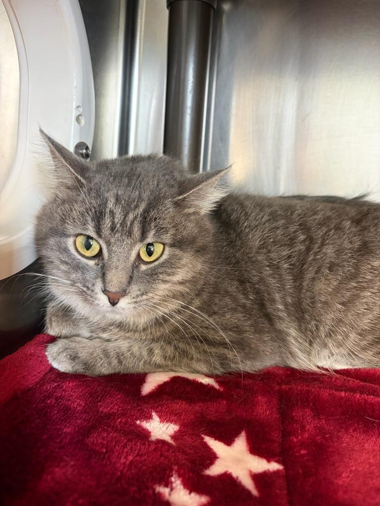 Fireball, Adoptable, Young Female Domestic Short Hair.