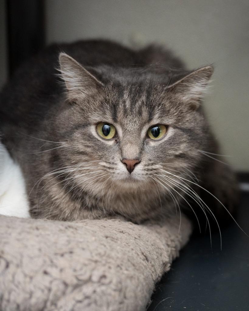 Enlarge Fireball, a Adoptable mixed breed in Boone, IA image 2/2
