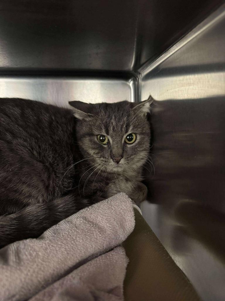 Fireball, a Adoptable mixed breed in Boone, IA image 2/2