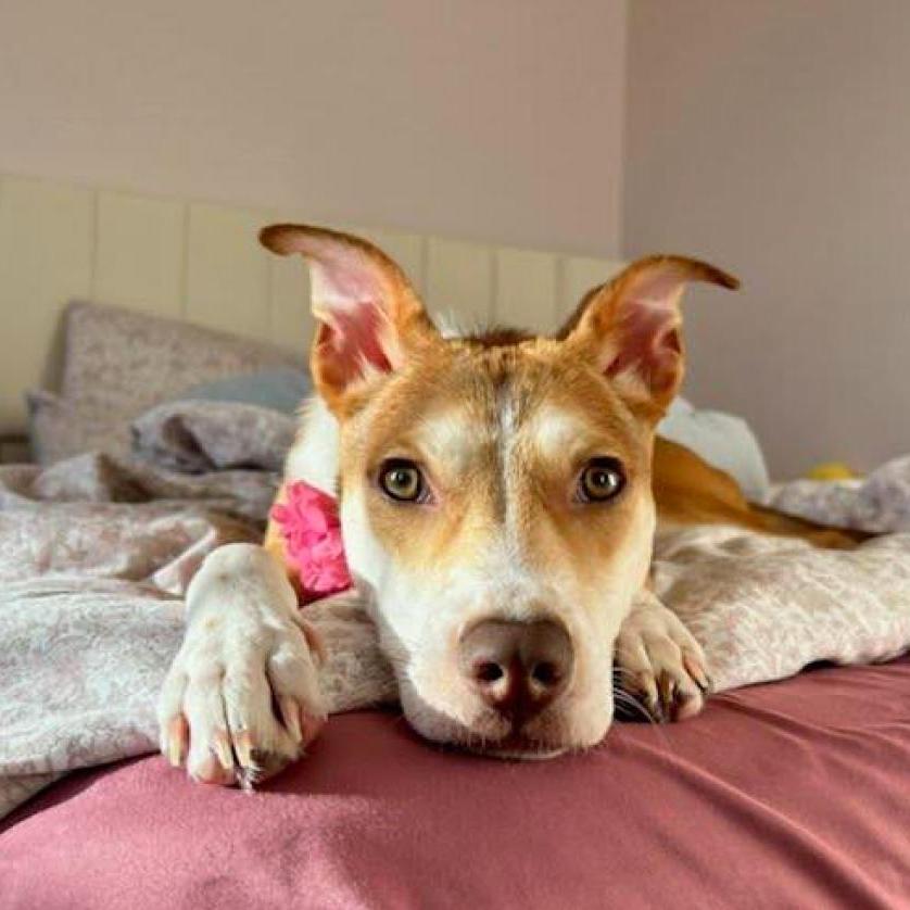 Bettina, Adoptable, Adult Female Mixed Breed.
