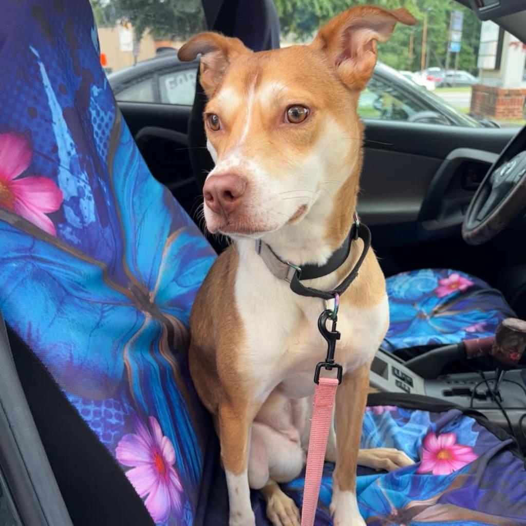 Enlarge Bettina, a Adoptable Mixed Breed in Fredericksburg, VA image 1/6