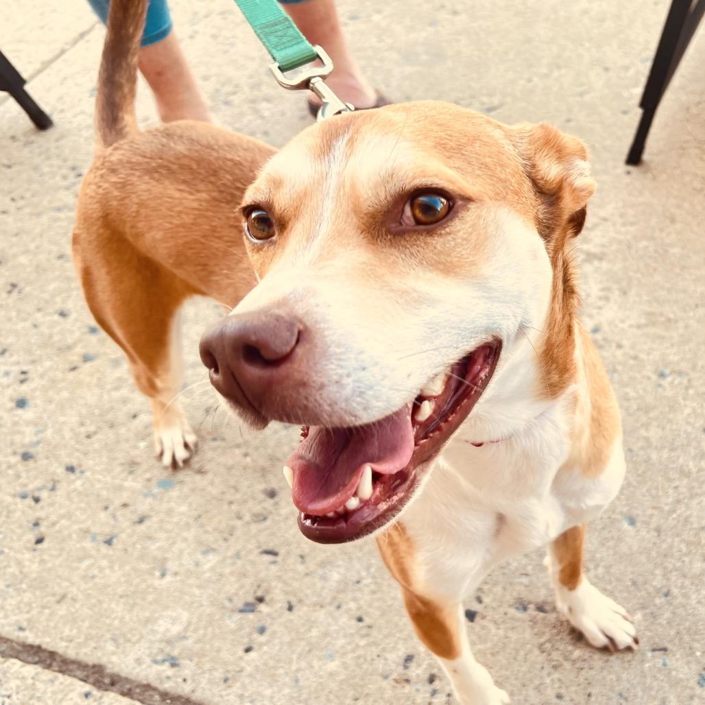 Enlarge Bettina, a Adoptable Mixed Breed in Fredericksburg, VA image 2/6