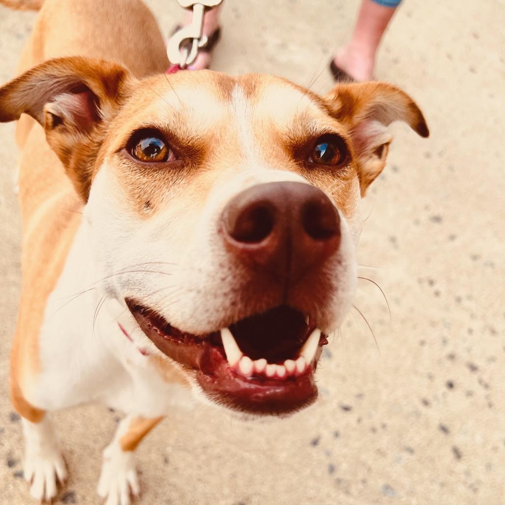 Enlarge Bettina, a Adoptable Mixed Breed in Fredericksburg, VA image 3/6