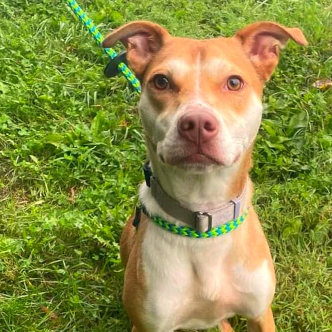 Enlarge Bettina, a Adoptable Mixed Breed in Fredericksburg, VA image 2/6