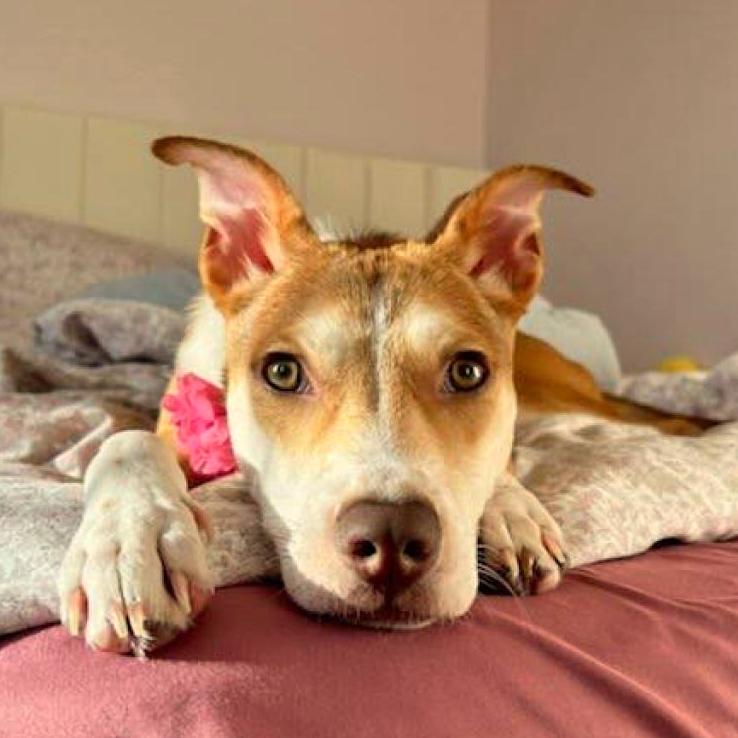 Enlarge Bettina, a Adoptable Mixed Breed in Fredericksburg, VA image 3/6