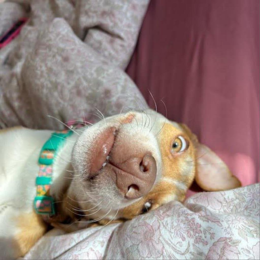 Enlarge Bettina, a Adoptable Mixed Breed in Fredericksburg, VA image 4/6