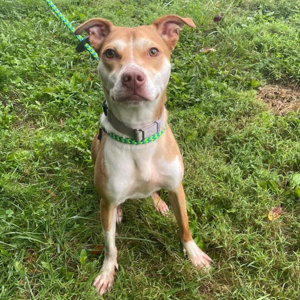Enlarge Bettina, a Adoptable Mixed Breed in Fredericksburg, VA image 4/6