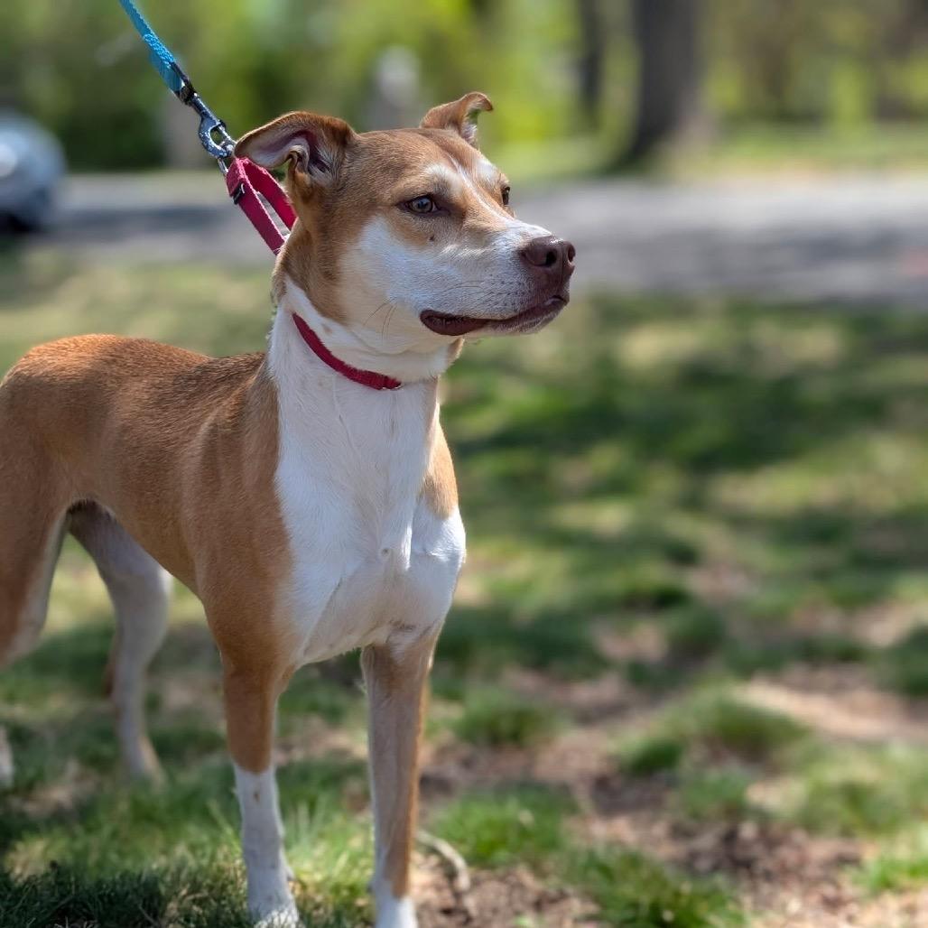 Enlarge Bettina, a Adoptable Mixed Breed in Fredericksburg, VA image 5/6