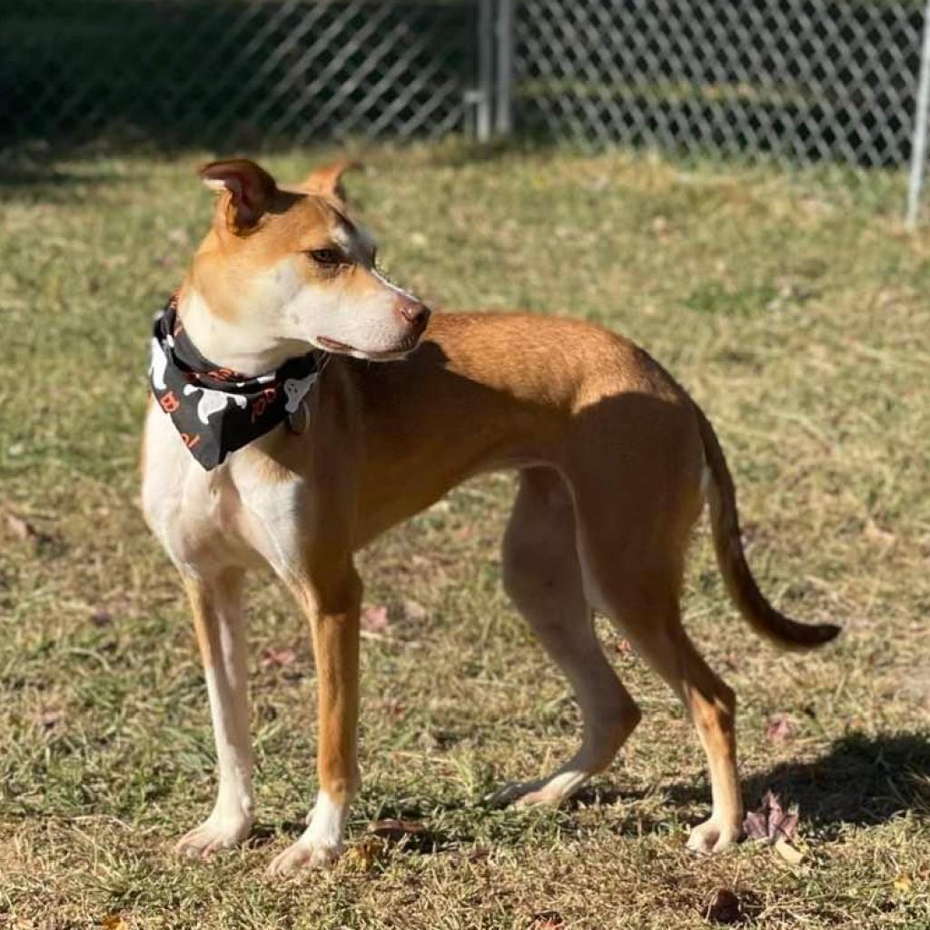 Enlarge Bettina, a Adoptable Mixed Breed in Fredericksburg, VA image 5/6