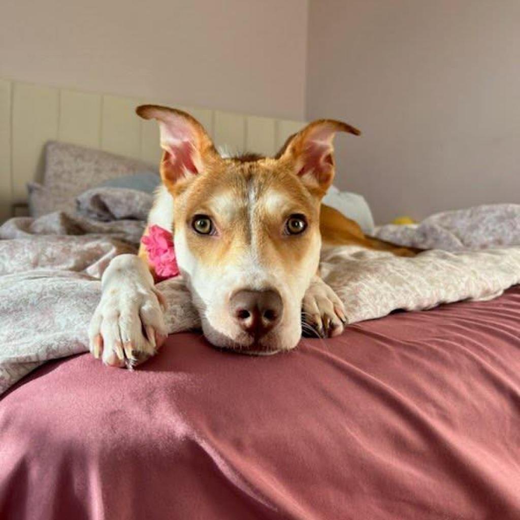 Enlarge Bettina, a Adoptable Mixed Breed in Fredericksburg, VA image 6/6