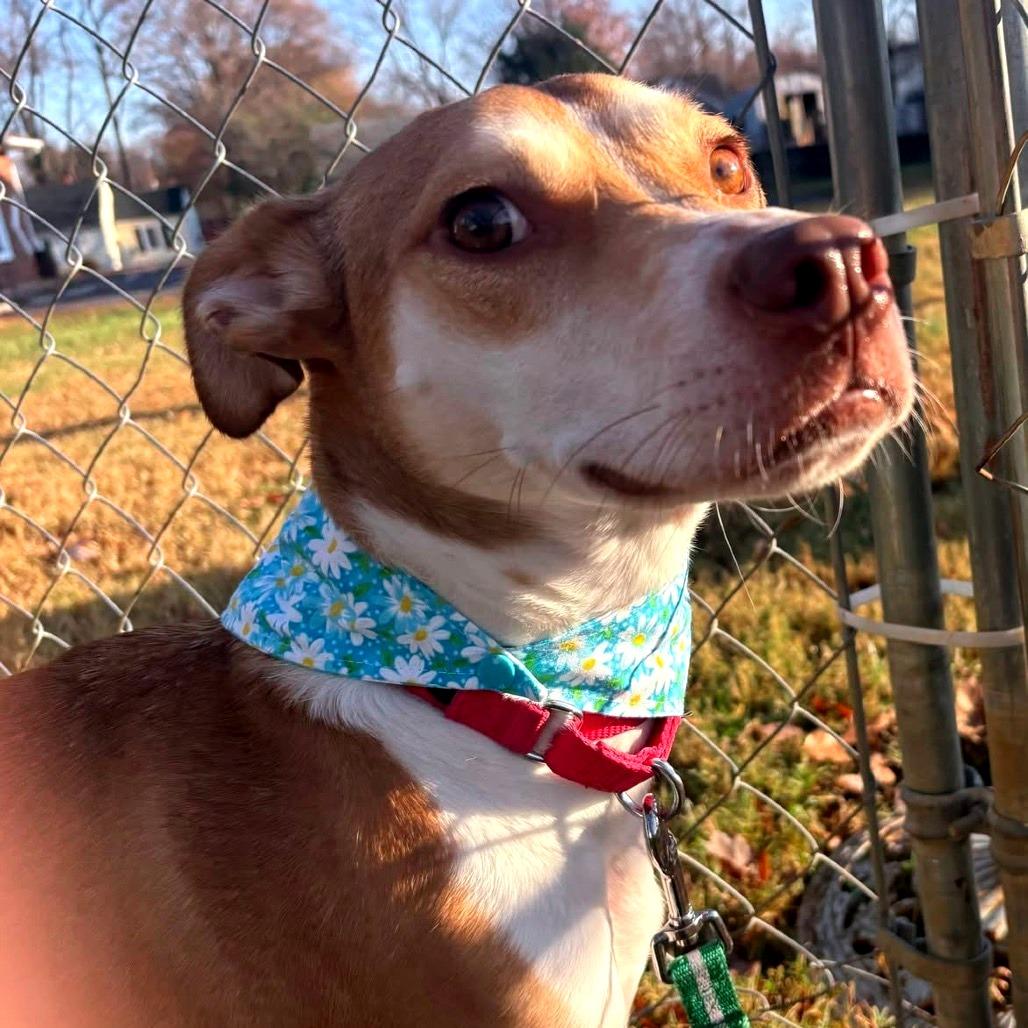 Enlarge Bettina, a Adoptable Mixed Breed in Fredericksburg, VA image 5/6