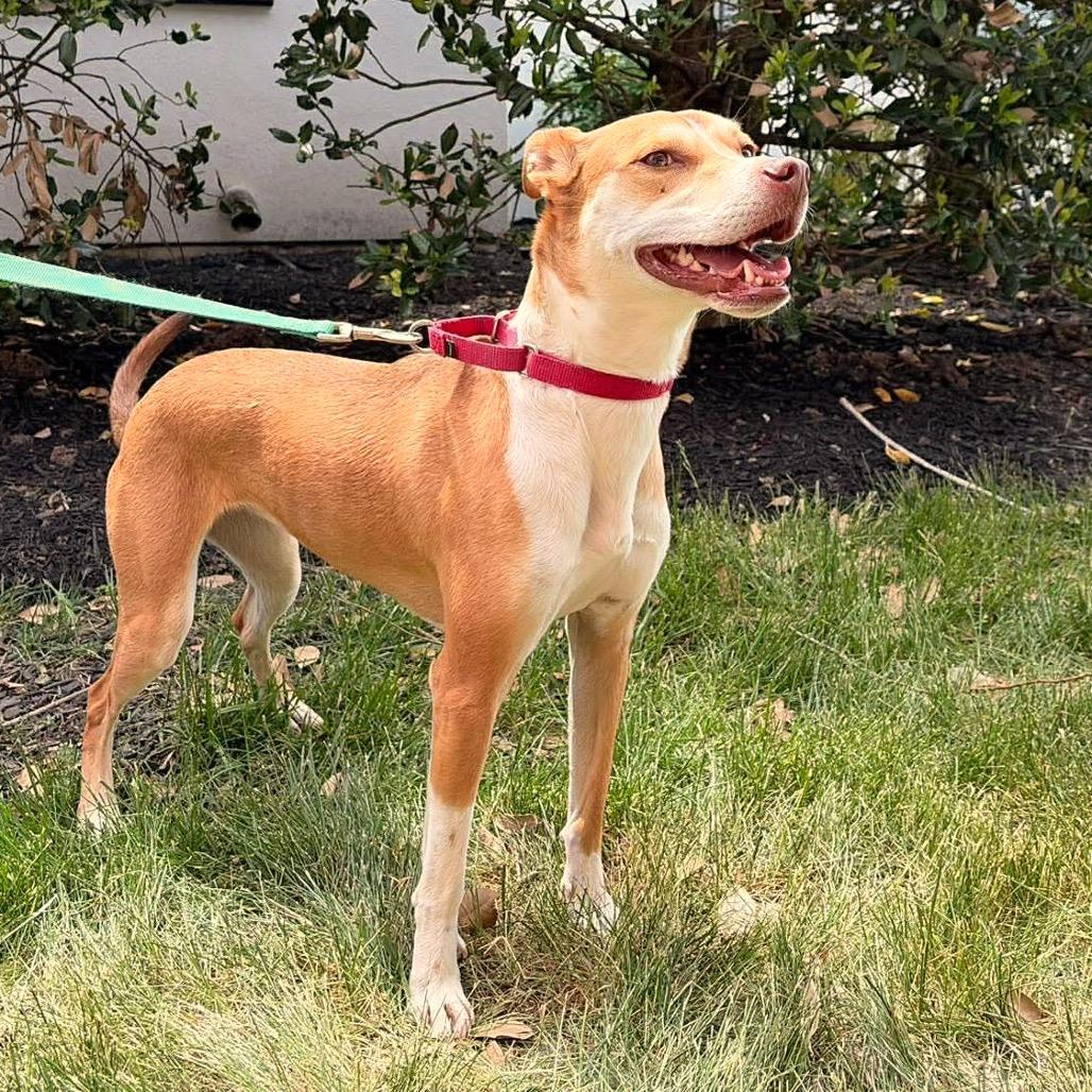 Enlarge Bettina, a Adoptable Mixed Breed in Fredericksburg, VA image 6/6