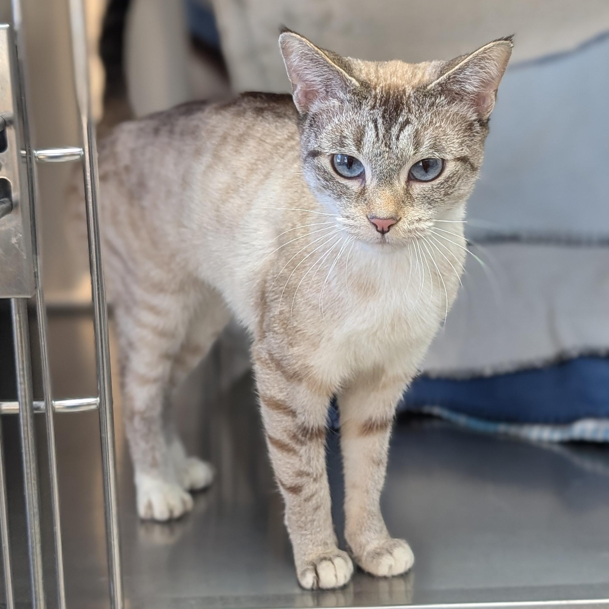 Pearl, a ADOPTABLE mixed breed in Jefferson, WI image 4/4