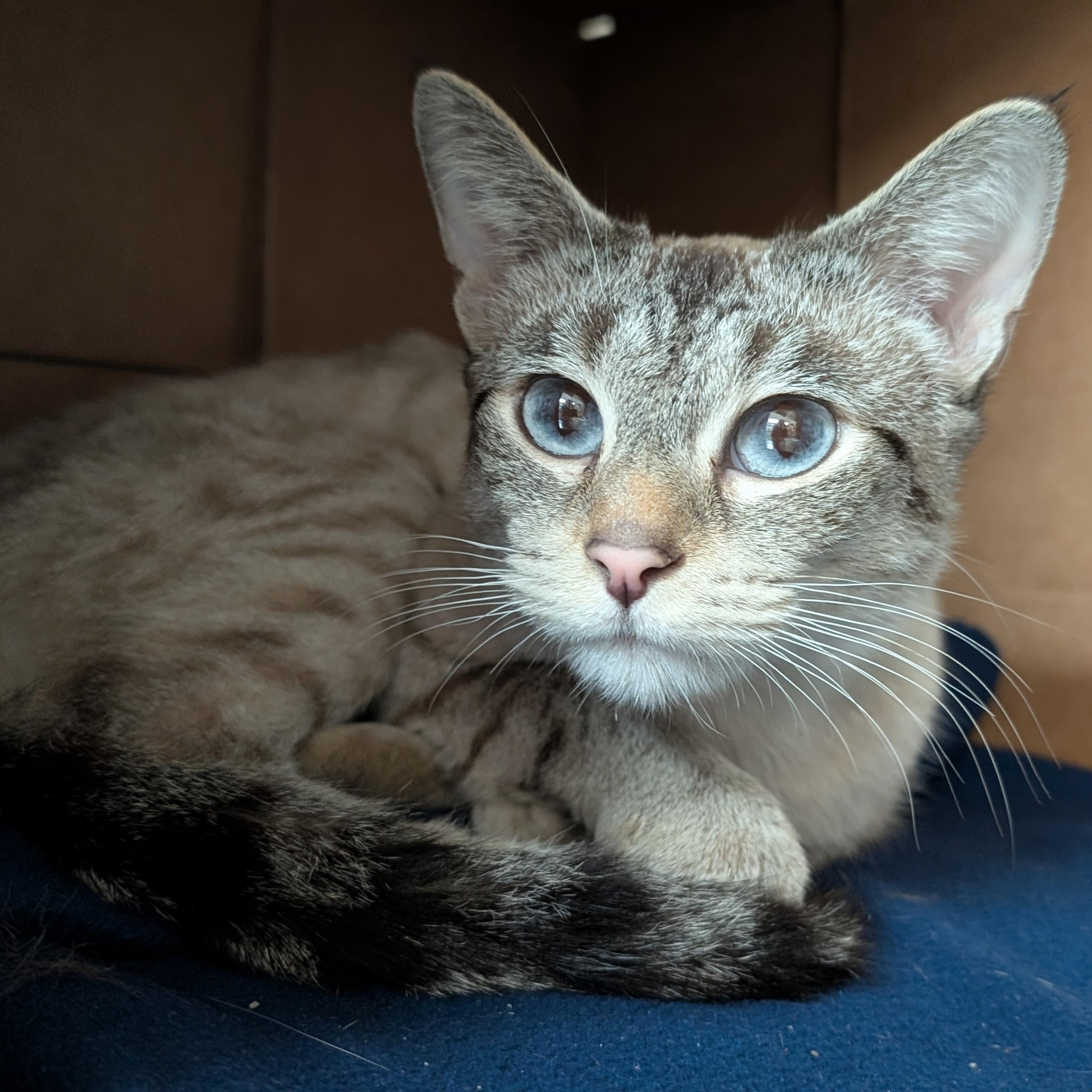 Pearl, a ADOPTABLE mixed breed in Jefferson, WI image 2/4