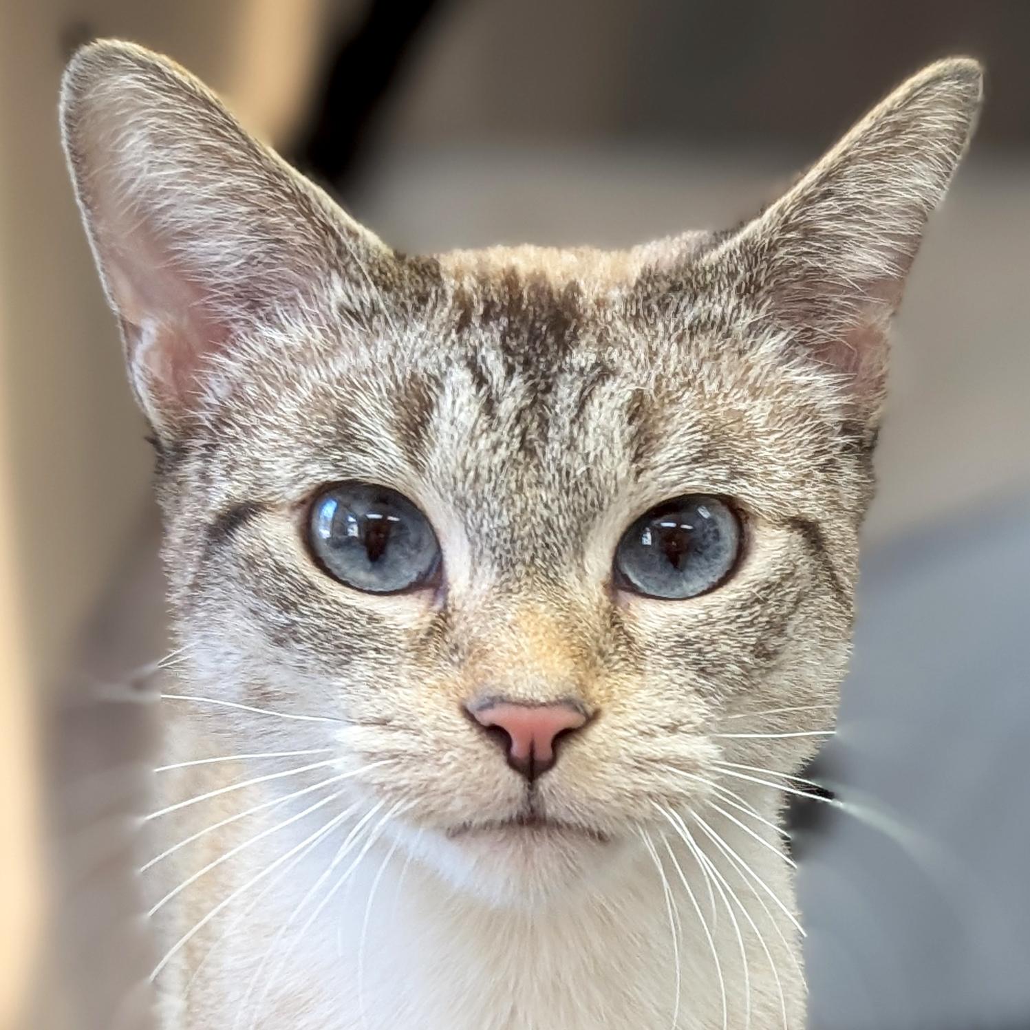 Pearl, ADOPTABLE, Adult Female Domestic Short Hair & Siamese.