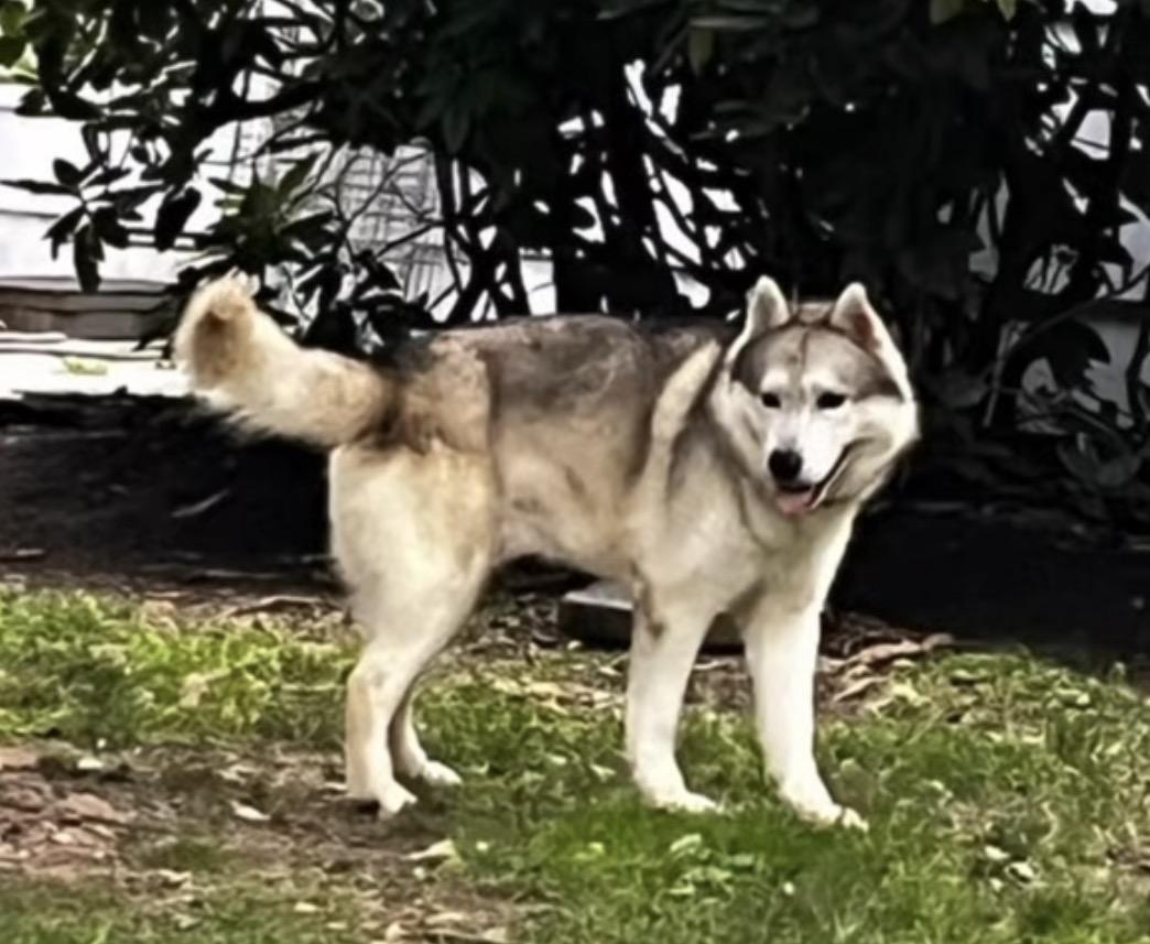 Enlarge Chance, a Adoptable mixed breed in Danbury, CT image 2/4