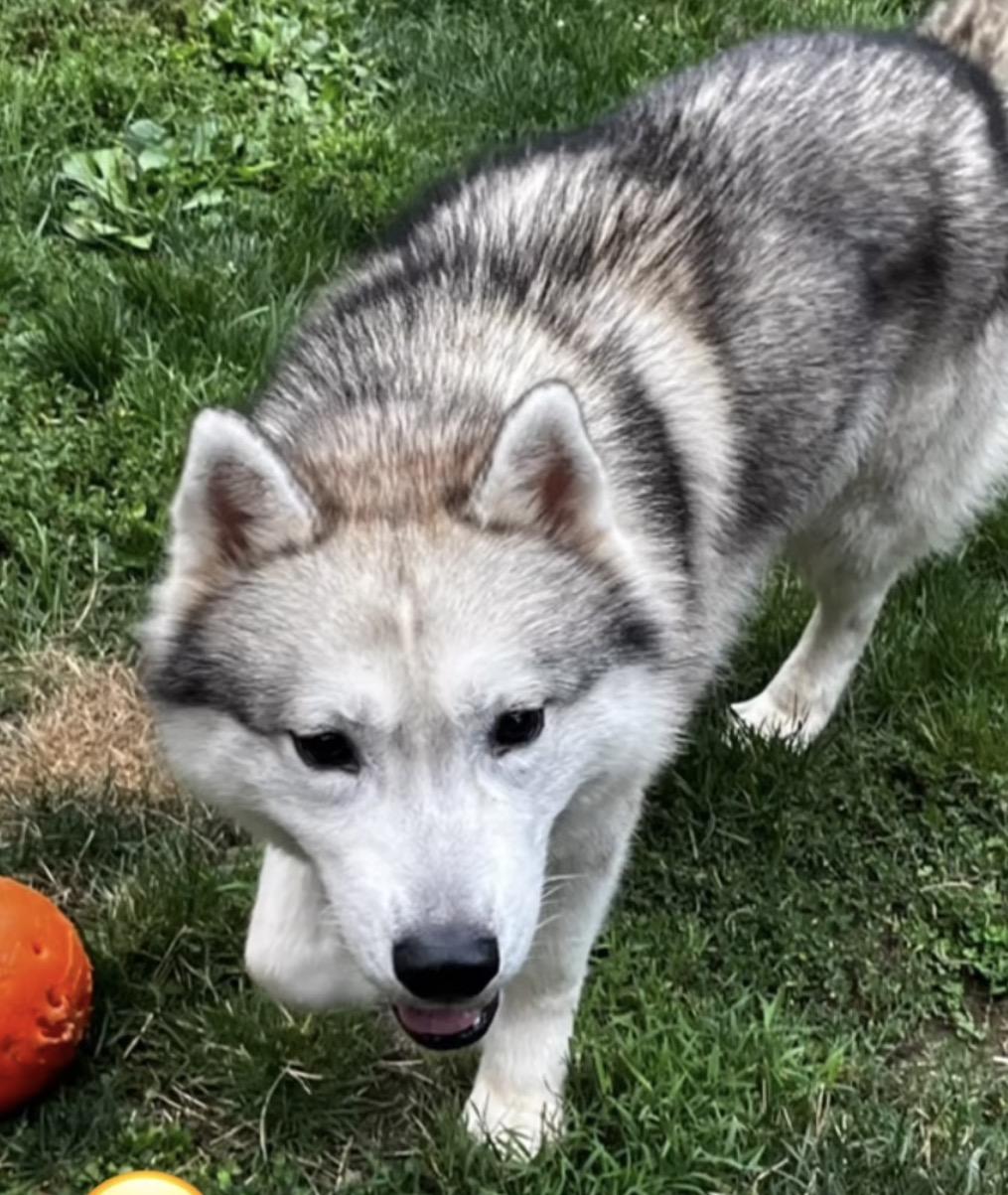 Chance, Adoptable, Young Male Husky & Siberian Husky.