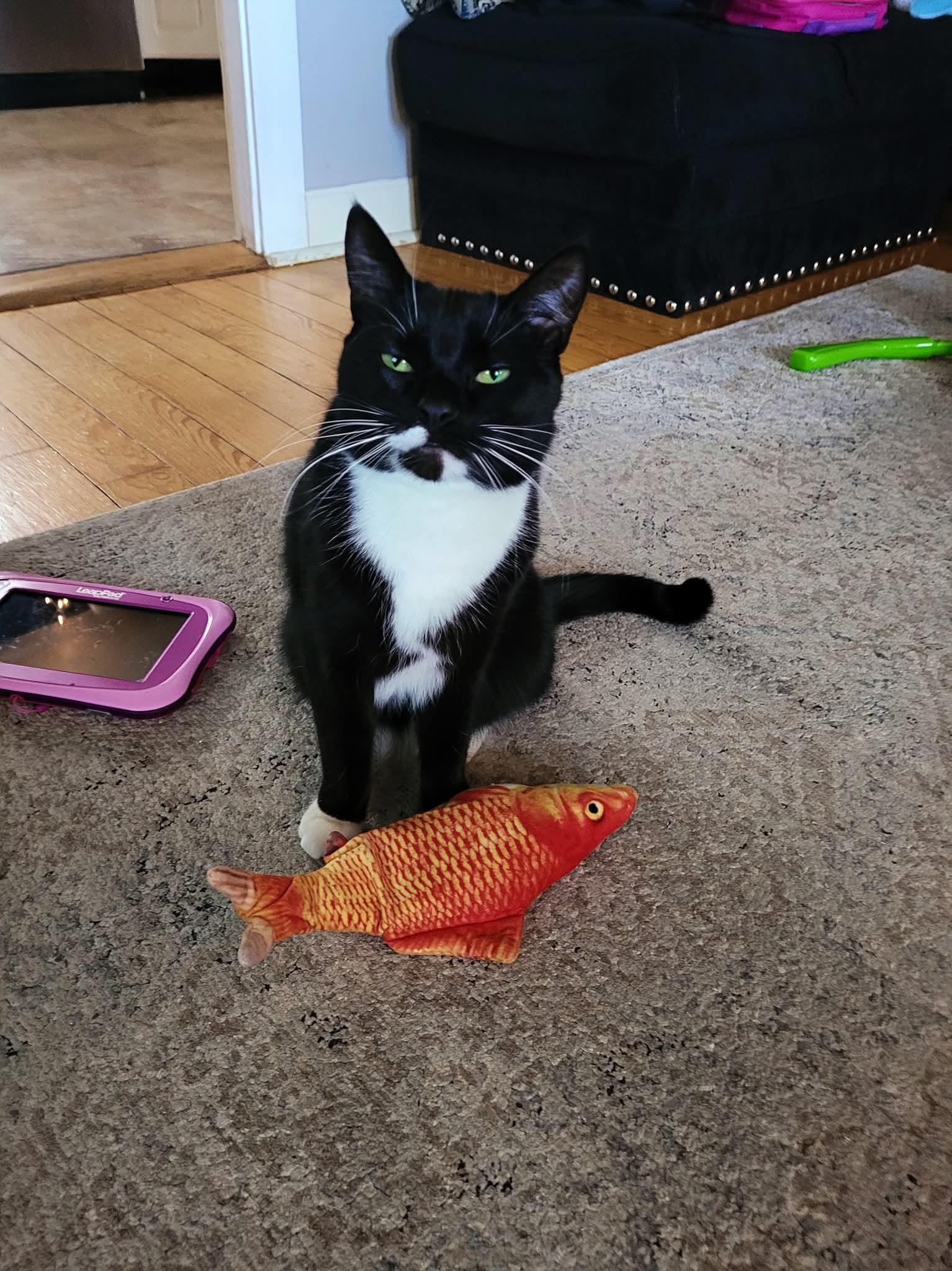 Enlarge Zorro, a Adoptable Domestic Short Hair in Acushnet, MA image 1/1