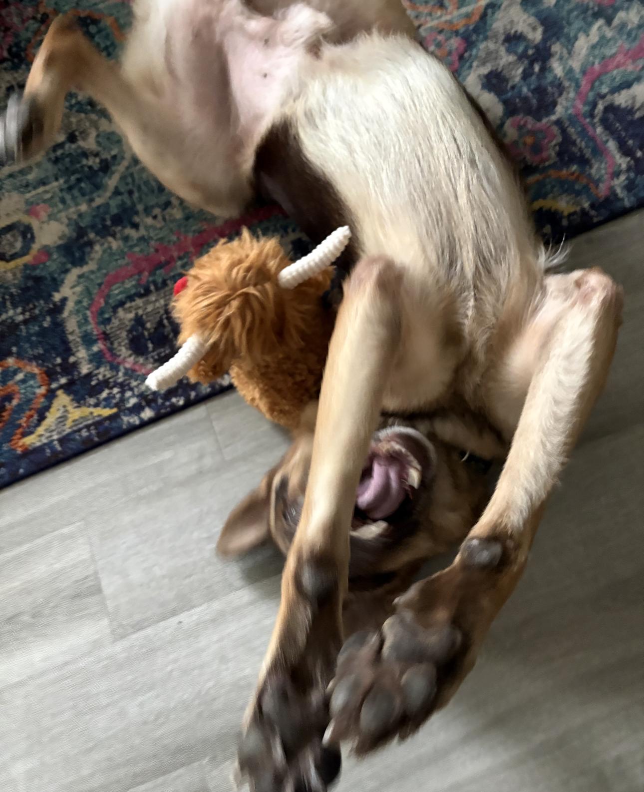 Enlarge Ches, an adoptable German Shepherd Dog in Kankakee, IL image 3/4