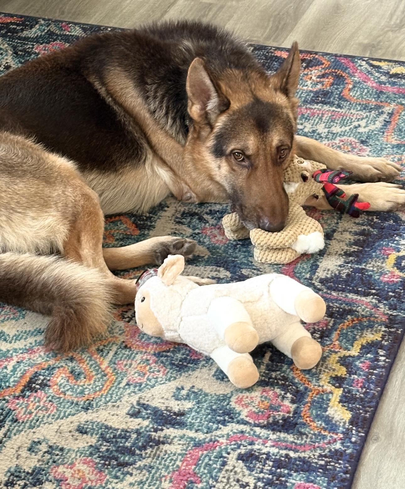 Ches, adoptable, Adult Male German Shepherd Dog.