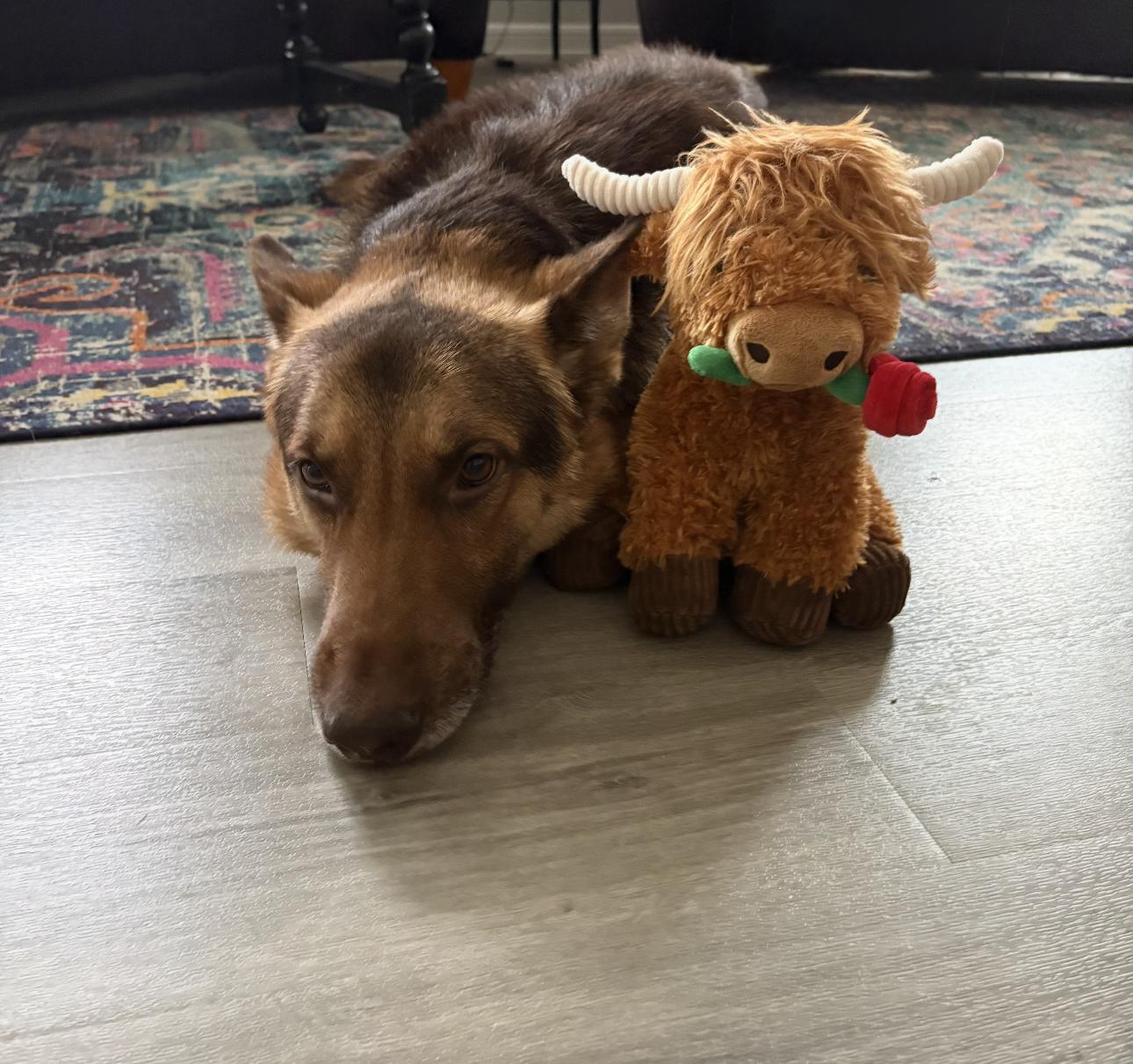 Enlarge Ches, an adoptable German Shepherd Dog in Kankakee, IL image 4/4