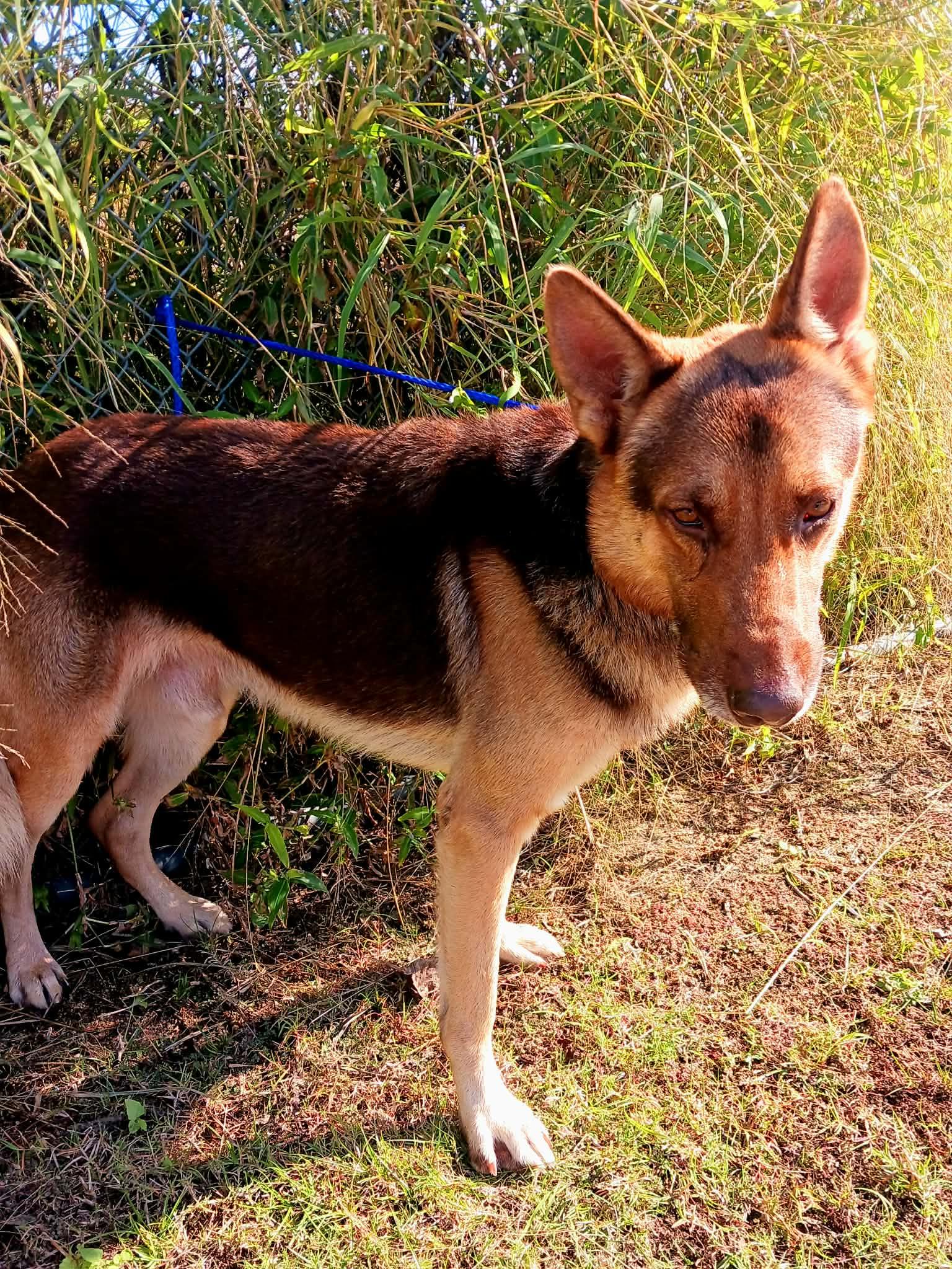 Ches, ADOPTABLE, Adult Male German Shepherd Dog.