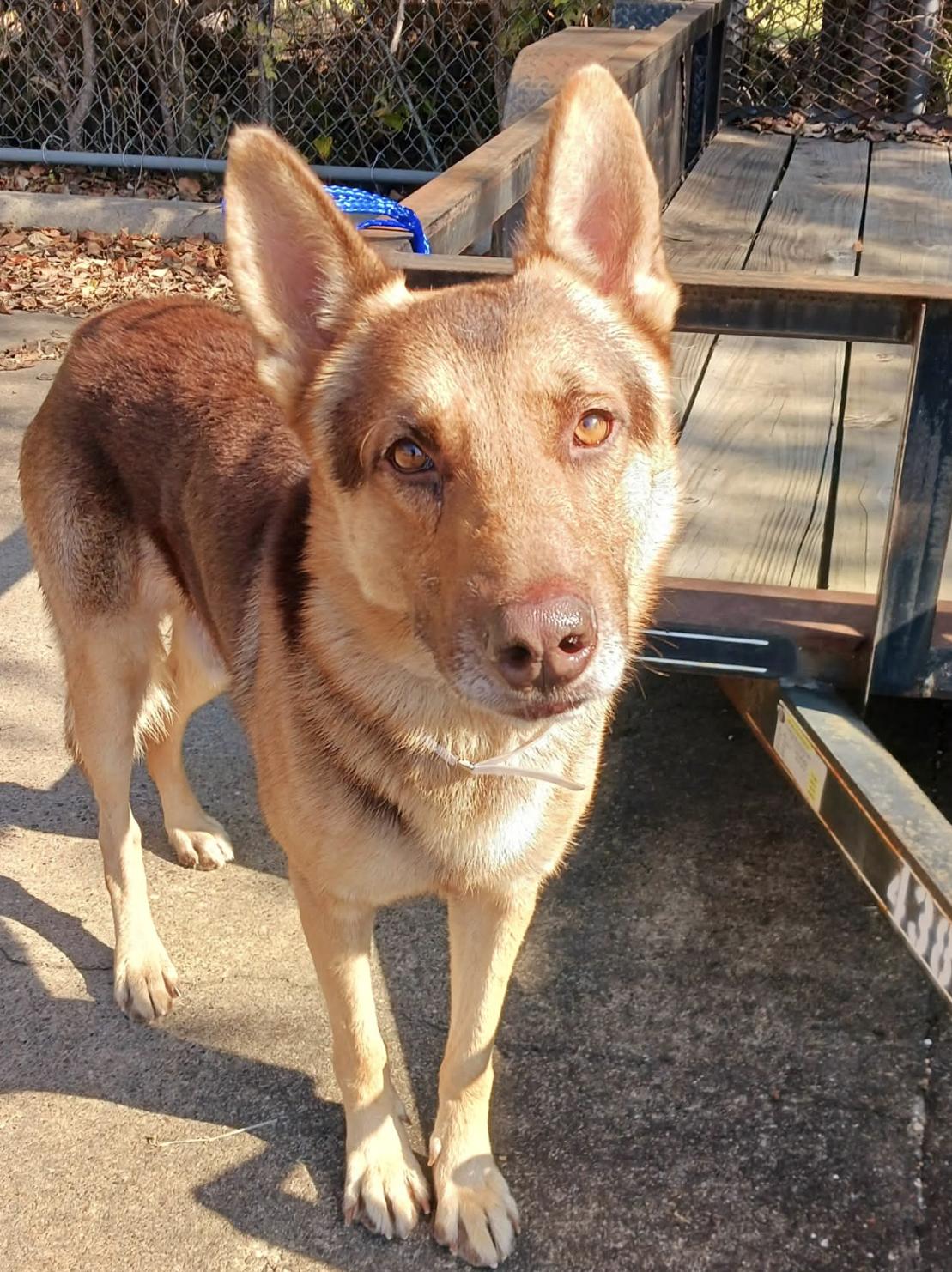 Ches, a ADOPTABLE German Shepherd Dog in Kankakee, IL image 2/3