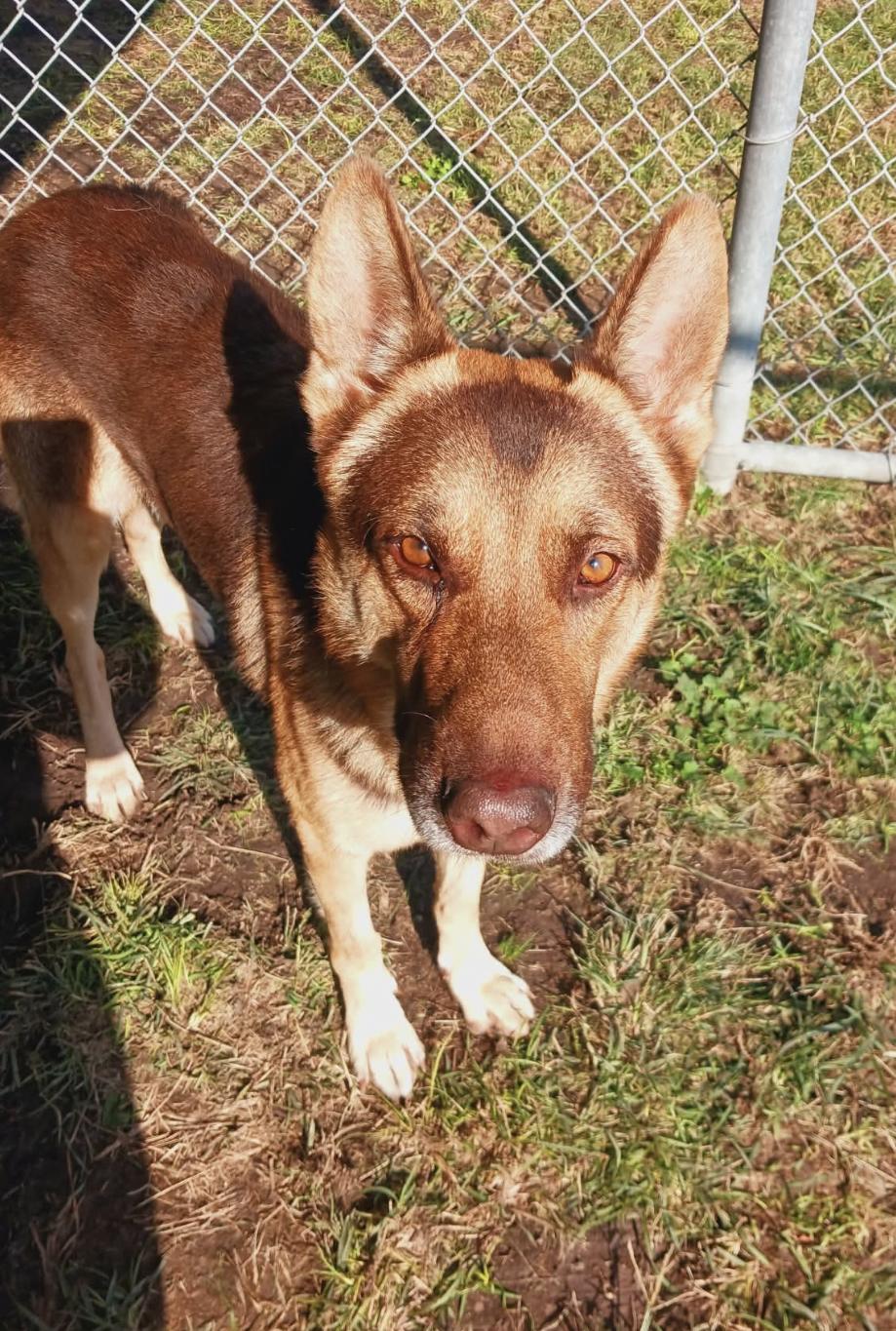 Ches, a ADOPTABLE German Shepherd Dog in Kankakee, IL image 3/3