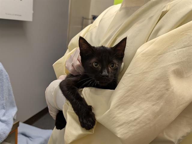 Enlarge GEORGE, a Adoptable Domestic Short Hair in Kent, WA image 1/1