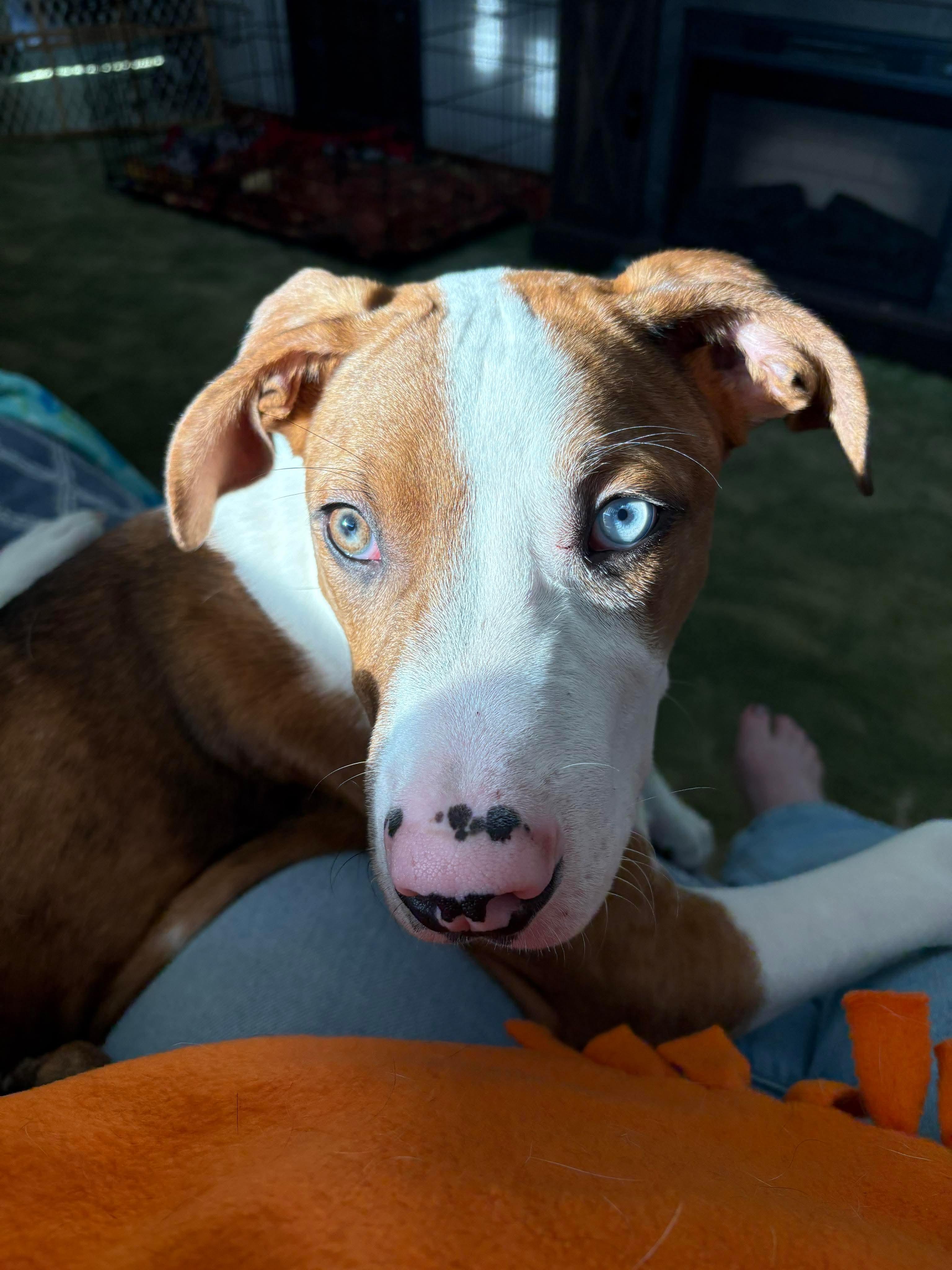 Roman, adoptable, Young Male Mixed Breed.