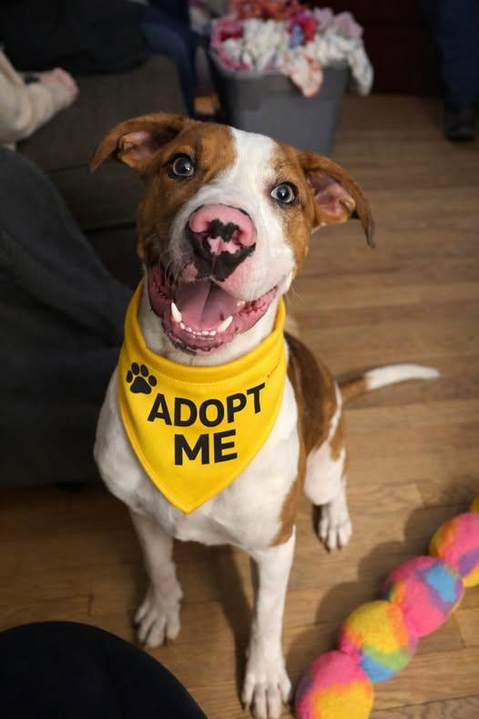Roman, adoptable, Young Male Mixed Breed.