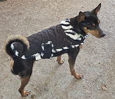 Enlarge Ziggy, a Adoptable Miniature Pinscher in Pinellas Park, FL image 3/3