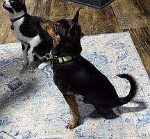 Enlarge Ziggy, a Adoptable Miniature Pinscher in Pinellas Park, FL image 1/3