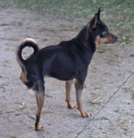 Enlarge Ziggy, a Adoptable Miniature Pinscher in Pinellas Park, FL image 2/3