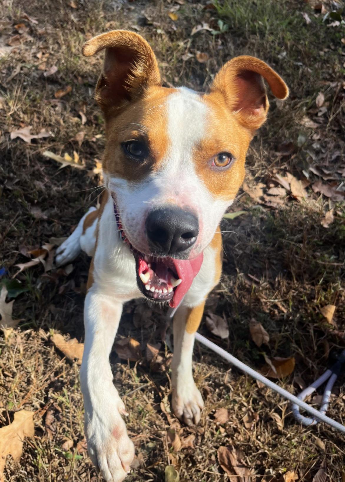 Oakley, Adoptable, Adult Male Pit Bull Terrier.