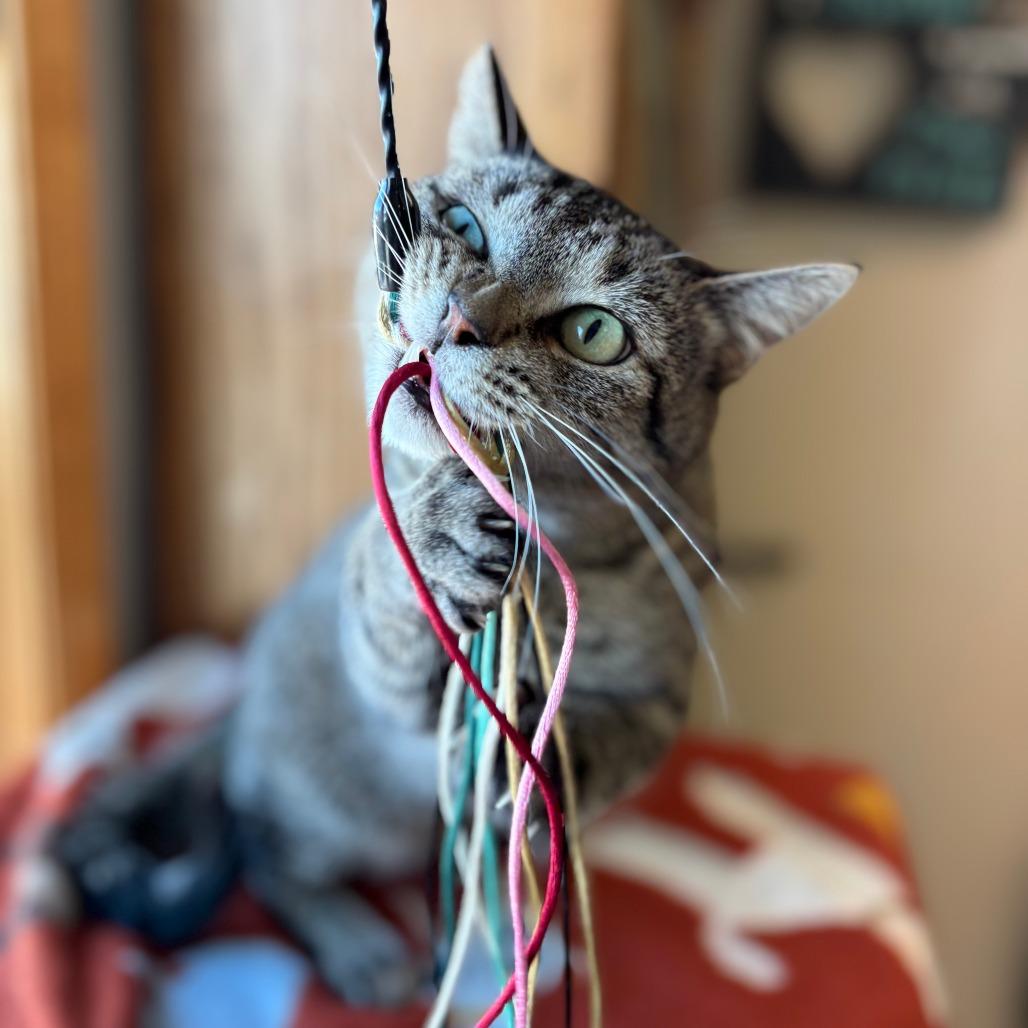 Enlarge Marcie--In Foster, a Adoptable Domestic Short Hair in Fargo, ND image 1/6