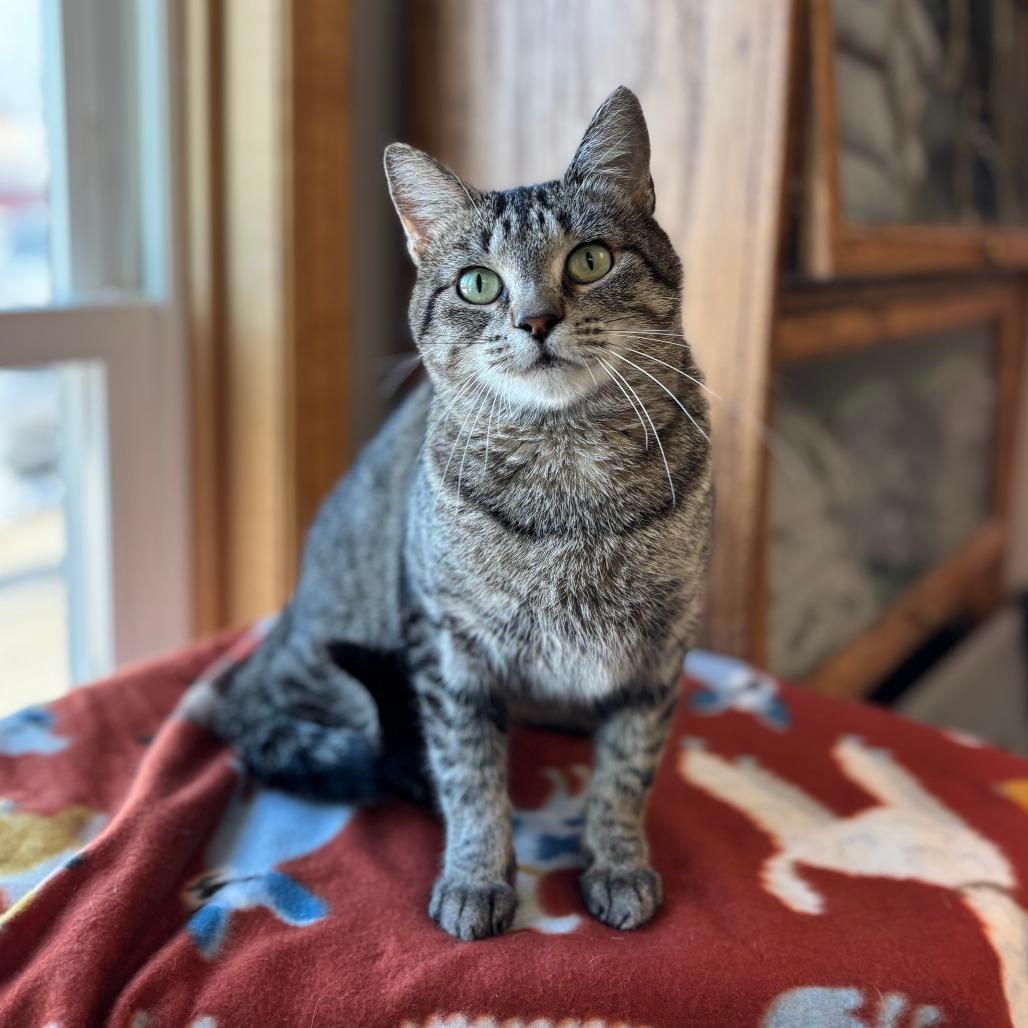 Enlarge Marcie--In Foster, a Adoptable Domestic Short Hair in Fargo, ND image 2/6