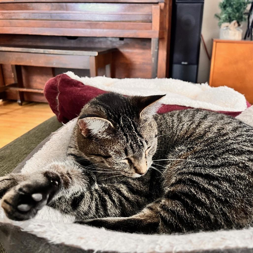 Enlarge Marcie--In Foster, a Adoptable Domestic Short Hair in Fargo, ND image 3/6