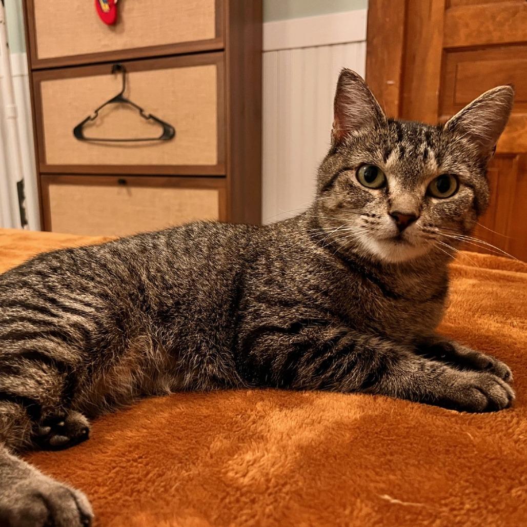 Enlarge Marcie--In Foster, a Adoptable Domestic Short Hair in Fargo, ND image 4/6